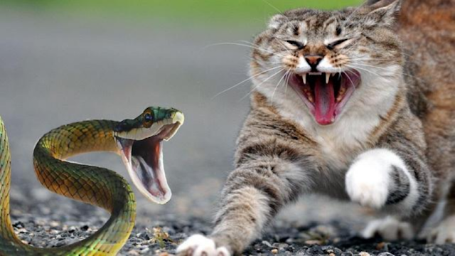 Why Are Cats So Fearless Around Snakes? The [Feline Courage] Behind [Cat vs Snake] Encounters